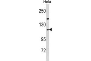 Importin 11 antibody