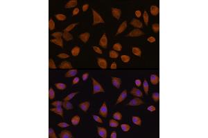 Immunofluorescence analysis of L929 cells using CRYZ Rabbit pAb  at dilution of 1:100 (40x lens). (CRYZ antibody  (AA 1-329))