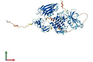 Protein Structure (PS) image for Protein Kinase C, gamma (PRKCG) (AA 1-697) protein (His tag) (ABIN7563505)
