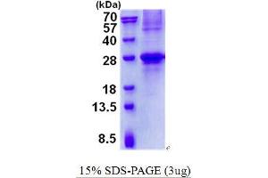 Image no. 1 for Germinal Center Expressed Transcript 2 (GCET2) protein (His tag) (ABIN1098460) (GCET2 Protein (His tag))