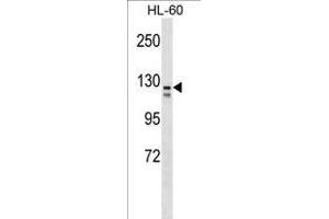 C Antibody (Ascites) ABIN1539963 western blot analysis in HL-60 cell line lysates (35 μg/lane). (VCAM1 antibody  (AA 96-124))