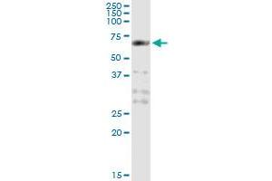 Immunoprecipitation of PCTK1 transfected lysate using anti-PCTK1 monoclonal antibody and Protein A Magnetic Bead , and immunoblotted with PCTK1 MaxPab rabbit polyclonal antibody. (CDK16 antibody  (AA 1-80))