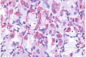 Immunohistochemical staining of human stomach with CCKBR polyclonal antibody . (CCKBR antibody  (Cytoplasmic Domain))