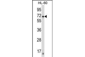ZN Antibody (N-term) (ABIN657428 and ABIN2846462) western blot analysis in HL-60 cell line lysates (35 μg/lane). (ZNF415 antibody  (N-Term))