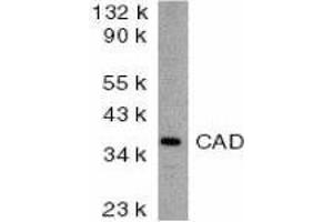 Western Blotting (WB) image for anti-Carbamoyl-Phosphate Synthetase 2, Aspartate Transcarbamylase, and Dihydroorotase (CAD) (AA 205-222) antibody (ABIN2477828) (CAD antibody  (AA 205-222))