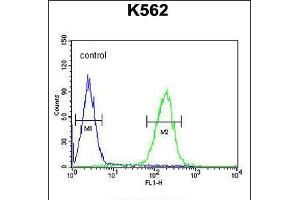 Flow cytometric analysis of K562 cells (right histogram) compared to a negative control cell (left histogram). (POTEE antibody  (AA 380-409))