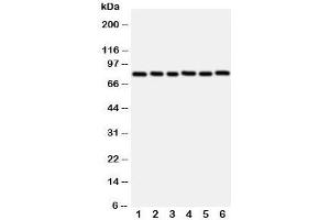 Western Blotting (WB) image for anti-V-Myb Myeloblastosis Viral Oncogene Homolog (Avian)-Like 2 (MYBL2) (N-Term) antibody (ABIN3029533)