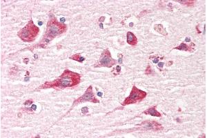 ABIN2613398 (5µg/ml) staining of paraffin embedded Human Cortex. (Caprin-1 antibody  (Internal Region))