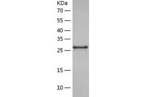 Western Blotting (WB) image for Protocadherin gamma Subfamily B, 4 (PCDHGB4) (AA 188-474) protein (His tag) (ABIN7289396) (PCDHGB4 Protein (AA 188-474) (His tag))