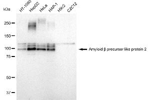 Western blotting analysis using Amyloid beta precursor like protein 2 antibody (ABIN7797595).