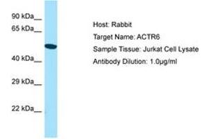 Image no. 1 for anti-ARP6 Actin-Related Protein 6 Homolog (ACTR6) (AA 243-292) antibody (ABIN6750147) (ACTR6 antibody  (AA 243-292))