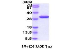 SDS-PAGE (SDS) image for Granzyme K (Granzyme 3, Tryptase II) (GZMK) (AA 27-264) protein (His tag) (ABIN5778618) (GZMK Protein (AA 27-264) (His tag))