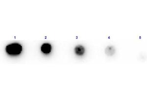 Dot Blot results of Rabbit Anti-Trypsin Inhibitor Antibody Biotin Conjugated. (Trypsin Inhibitor antibody  (Biotin))