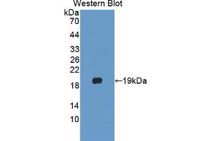 Western blot analysis of the recombinant protein. (PLA2G10 antibody  (AA 32-165))