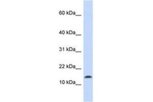 Image no. 1 for anti-Synuclein, alpha (SNCA) (C-Term) antibody (ABIN6743098) (SNCA antibody  (C-Term))