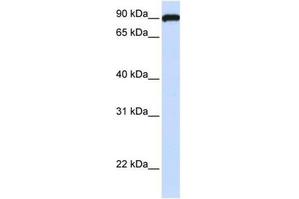 ESYT3 antibody