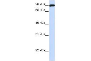 FAM62C antibody used at 1 ug/ml to detect target protein. (ESYT3 antibody)