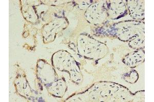 Immunohistochemistry of paraffin-embedded human placenta tissue using ABIN7147671 at dilution of 1:100 (CSHL1 antibody  (AA 1-128))