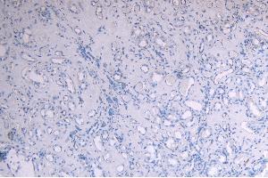 ABIN190759 Negative Control showing staining of paraffin embedded Human Kidney, with no primary antibody. (MYB antibody  (AA 281-294))
