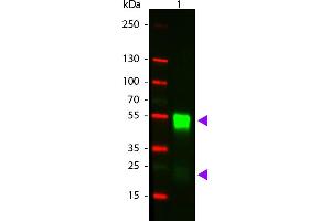 Western Blotting (WB) image for Goat anti-Rabbit IgG antibody (Cy3) (ABIN6699090)