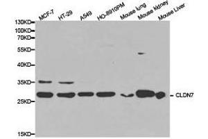 Western Blotting (WB) image for anti-Claudin 7 (CLDN7) antibody (ABIN1871901)