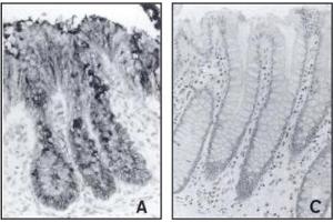 Immunohistochemistry image of mucins in paraffn sections of human embryonic and adult colon mucosa. (alpha 3/4-Monofucosylated Polylactosaminoglycans antibody)