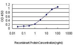 Detection limit for recombinant GST tagged HORMAD1 is approximately 0. (HORMAD1 antibody  (AA 1-394))