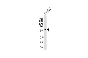Western blot analysis of lysate from HepG2 cell line, using MLLT3 C-term Antibody (ABIN390129 and ABIN2840634). (AF9 antibody  (AA 407-438))