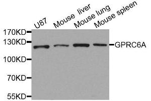 Western blot analysis of extracts of various cell lines, using GPRC6A antibody. (GPRC6A antibody  (AA 300-590))