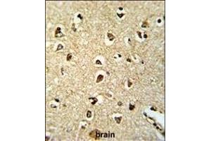 Formalin-fixed and paraffin-embedded human brain tissue reacted with PNUTL2 Antibody (N-term), which was peroxidase-conjugated to the secondary antibody, followed by DAB staining. (Septin 4 antibody  (N-Term))