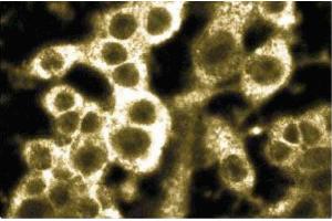 Immunofluorescence staining of mouse macrophages. (RAP2A antibody  (AA 1-183))