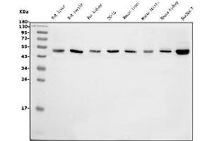 Western blot analysis of eRF1/ETF1 using anti-eRF1/ETF1 antibody (ABIN7602626). (ETF1 antibody  (AA 9-342))