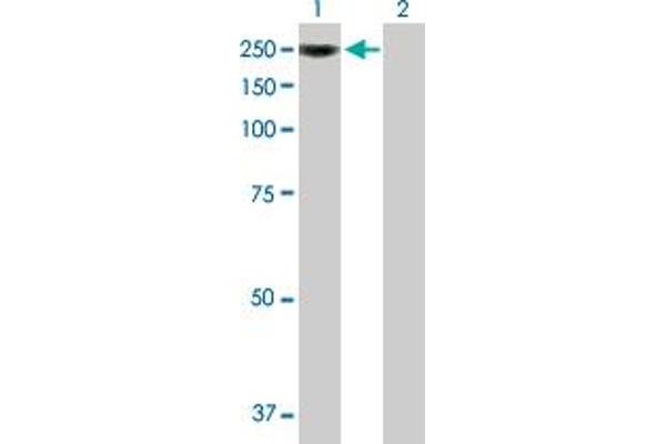 CEBPZ antibody  (AA 1-1054)