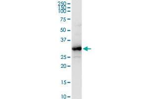 HADH MaxPab rabbit polyclonal antibody. (HADH antibody  (AA 1-314))