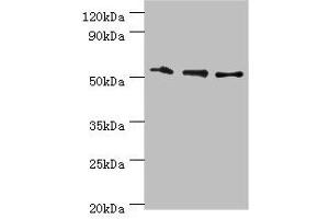 Western blot All lanes: RMDN3 antibody at 4 μg/mL Lane 1: Hela whole cell lysate Lane 2: MCF-7 whole cell lysate Lane 3: Mouse liver tissue Secondary Goat polyclonal to rabbit IgG at 1/10000 dilution Predicted band size: 53, 39 kDa Observed band size: 53 kDa (RMDN3 antibody  (AA 171-470))