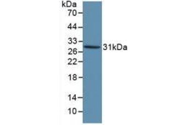 Kallikrein 1 antibody  (AA 25-261)
