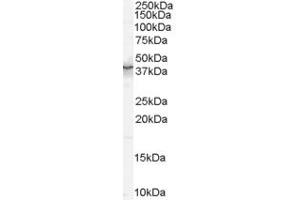 Western Blotting (WB) image for anti-Protein Quaking (QKI) (AA 6-17) antibody (ABIN292143) (QKI antibody  (AA 6-17))