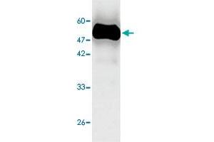 Western blot analysis in ERP29 recombinant protein with ERP29 monoclonal antibody, clone 1v541  at 1 : 1000 dilution. (ERP29 antibody  (AA 33-261))