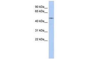 Image no. 1 for anti-V-Ets Erythroblastosis Virus E26 Oncogene Homolog 2 (ETS2) (AA 395-444) antibody (ABIN6742780) (ETS2 antibody  (AA 395-444))