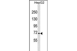 NFE2L3 Antibody (C-term) (ABIN1881578 and ABIN2838834) western blot analysis in HepG2 cell line lysates (35 μg/lane).