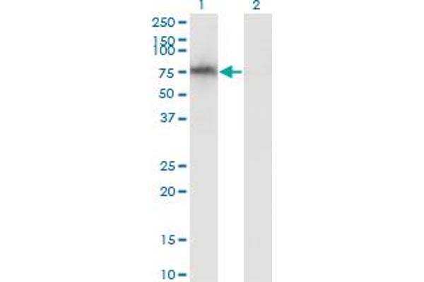 ADAM2 antibody  (AA 376-475)