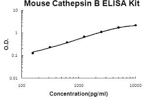 Mouse Cathepsin B Accusignal ELISA Kit Mouse Cathepsin B AccuSignal ELISA Kit standard curve.