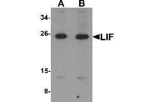 Western blot analysis of LIF in 3T3 cell lysate with LIF antibody at (A) 1 and (B) 2 µg/mL. (LIF antibody  (Middle Region))