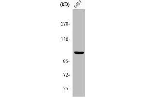 Western Blot analysis of COS7 cells using Phospho-Gab 1 (Y627) Polyclonal Antibody (GAB1 antibody  (pTyr627))