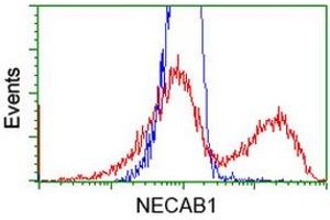 HEK293T cells transfected with either RC209704 overexpress plasmid (Red) or empty vector control plasmid (Blue) were immunostained by anti-NECAB1 antibody (ABIN2454301), and then analyzed by flow cytometry. (NECAB1 antibody)