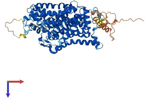 SLC6A7 Protein (AA 1-637) (His tag)