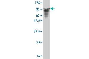 Western Blot detection against Immunogen (81. (TOE1 antibody  (AA 1-510))