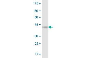 Western Blot detection against Immunogen (36. (14-3-3 eta antibody  (AA 71-170))