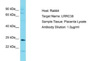 Host: Rabbit Target Name: LRRC38 Sample Type: Placenta lysates Antibody Dilution: 1. (LRRC38 antibody  (C-Term))