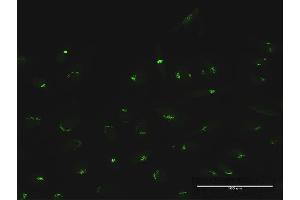 Immunofluorescence of purified MaxPab antibody to MAN1A2 on HeLa cell. (MAN1A2 antibody  (AA 1-641))